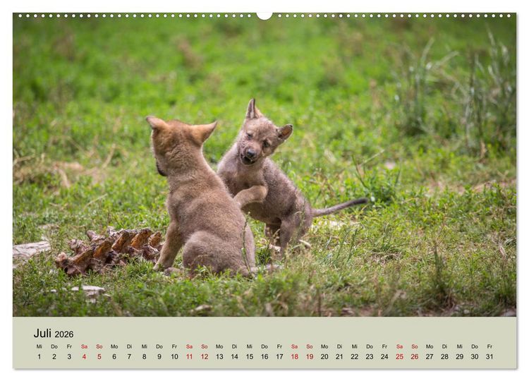 Produktbild: Wolfsrudel (Wandkalender 2026 DIN A2 quer), CALVENDO Monatskalender