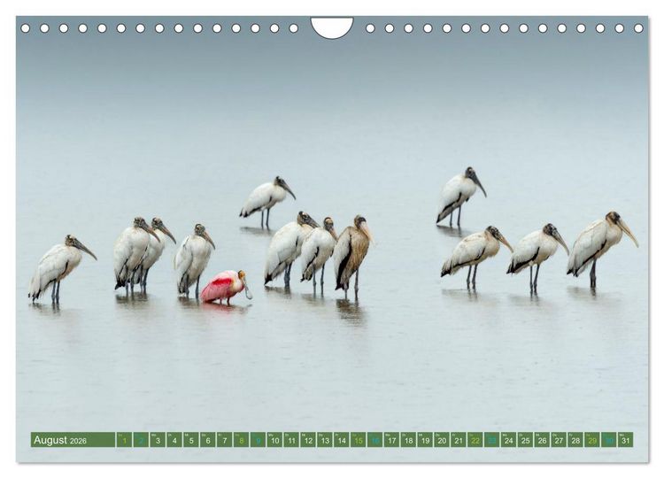 Produktbild: Waldstorch und Anhinga (Wandkalender 2026 DIN A4 quer), CALVENDO Monatskalender