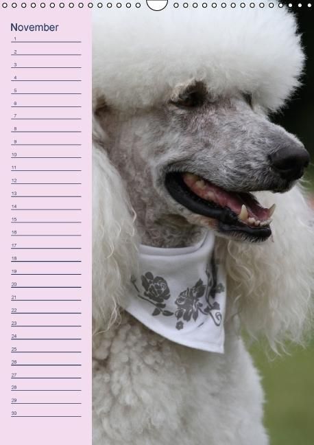 Produktbild: Pudel / Geburtstagskalender (Wandkalender immerw&auml;hrend DIN A3 hoch)