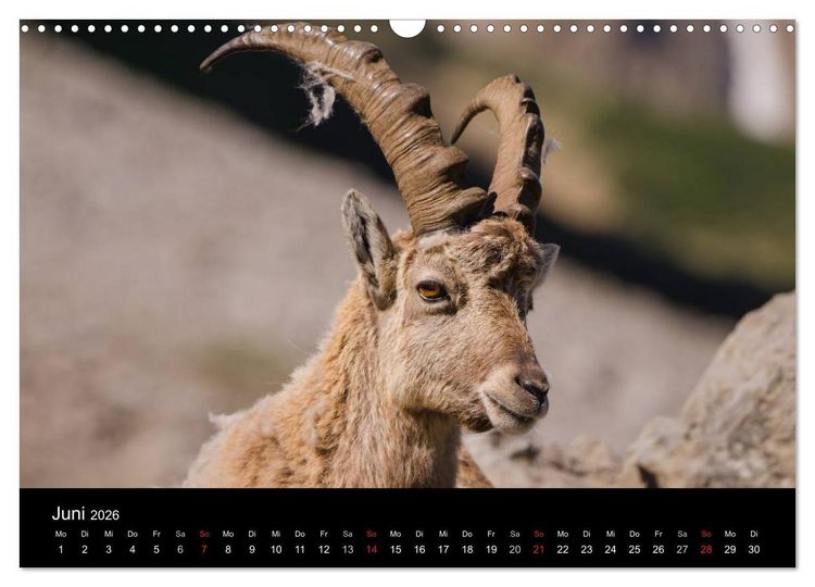 Produktbild: Steinwild in den Schweizer Voralpen (Wandkalender 2026 DIN A3 quer), CALVENDO Monatskalender