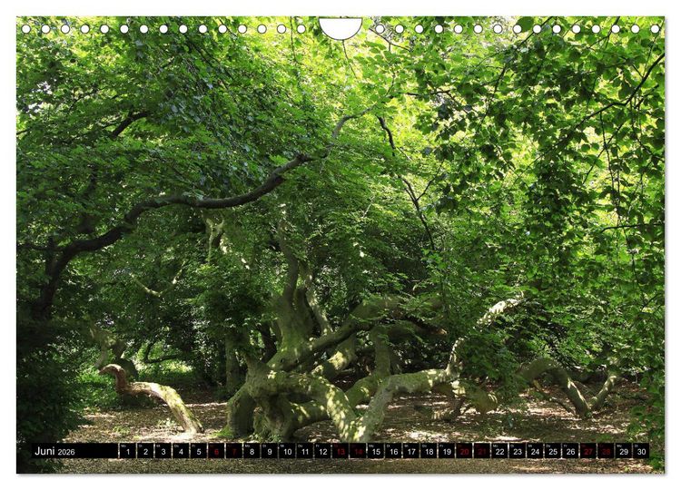 Produktbild: Die S&uuml;ntelbuchenallee (Wandkalender 2026 DIN A4 quer), CALVENDO Monatskalender