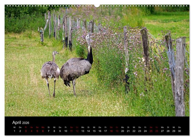 Produktbild: Elberadweg Coswig (Anhalt) (hochwertiger Premium Wandkalender 2026 DIN A2 quer), Kunstdruck in Hochglanz