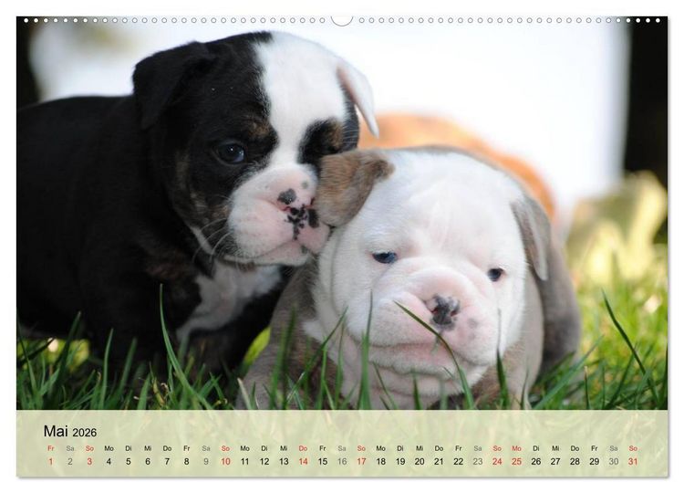 Produktbild: Bulldoggen-Kindergarten (hochwertiger Premium Wandkalender 2026 DIN A2 quer), Kunstdruck in Hochglanz