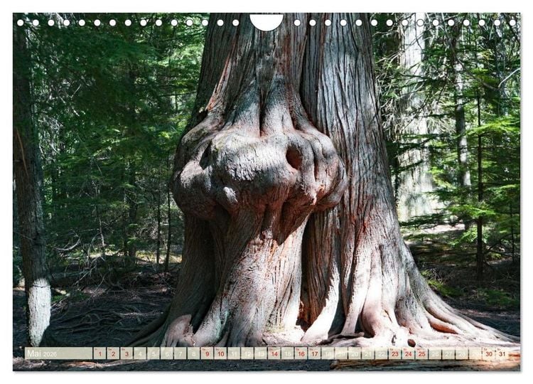 Produktbild: Geisterb&auml;ume (Wandkalender 2026 DIN A4 quer), CALVENDO Monatskalender