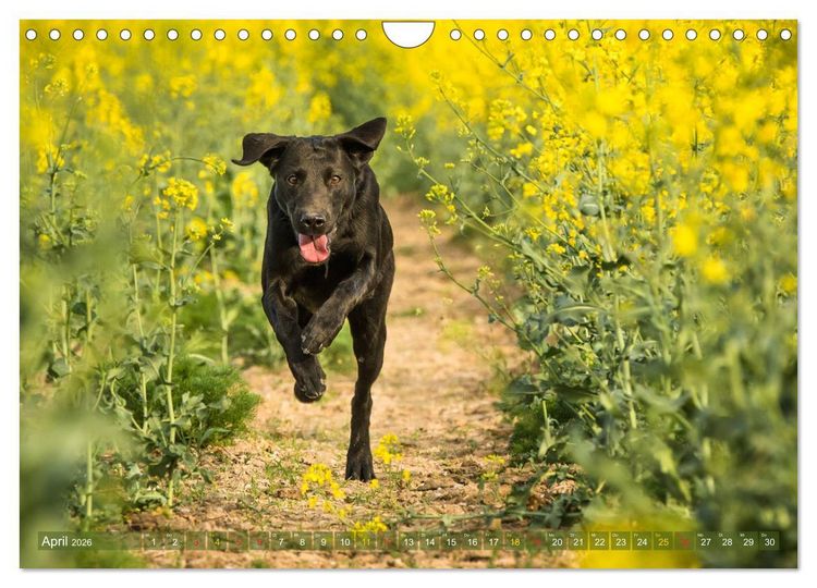 Produktbild: Faszination Labrador - gelb, foxred, schwarz (Wandkalender 2026 DIN A4 quer), CALVENDO Monatskalender