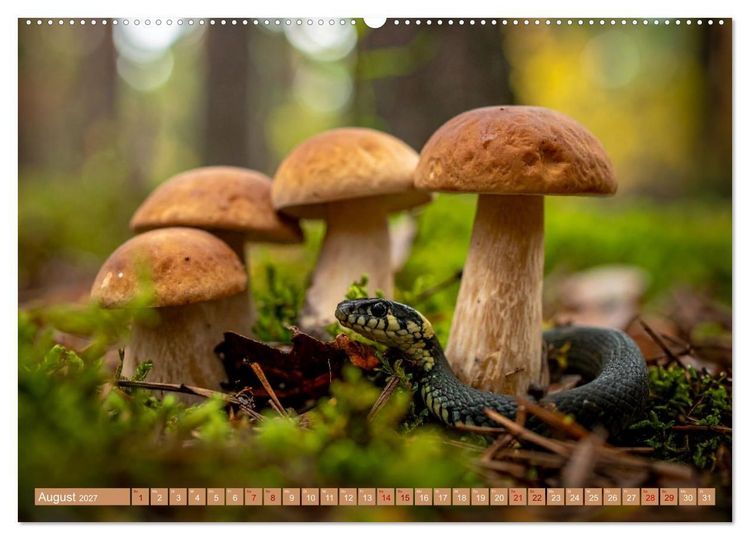 Produktbild: Pilzbesucher (hochwertiger Premium Wandkalender 2027 DIN A2 quer), Kunstdruck in Hochglanz