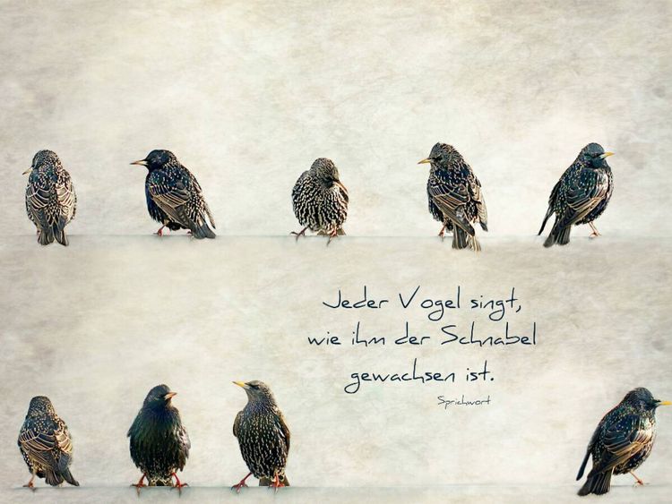 Produktbild: CALVENDO Puzzle Jeder Vogel singt, wie ihm der Schnabel gewachsen ist | 1000 Teile Lege-Gr&ouml;&szlig;e 64x48cm Foto-Puzzle f&uuml;r gl&uuml;ckliche Stunden