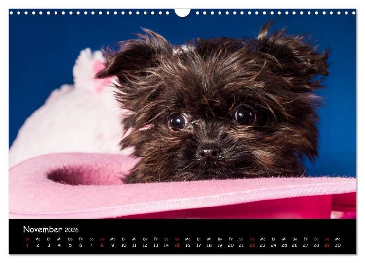Produktbild: Bolonka Welpenstube (Wandkalender 2026 DIN A3 quer), CALVENDO Monatskalender