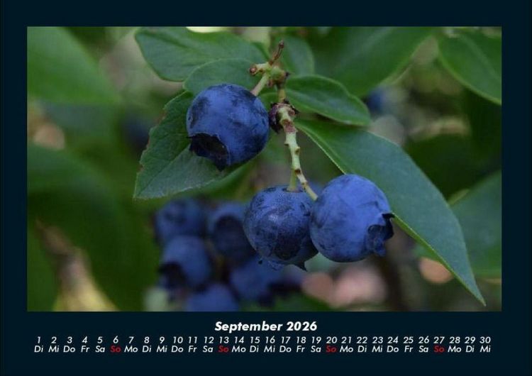 Produktbild: Obstkalender 2026 Fotokalender DIN A4