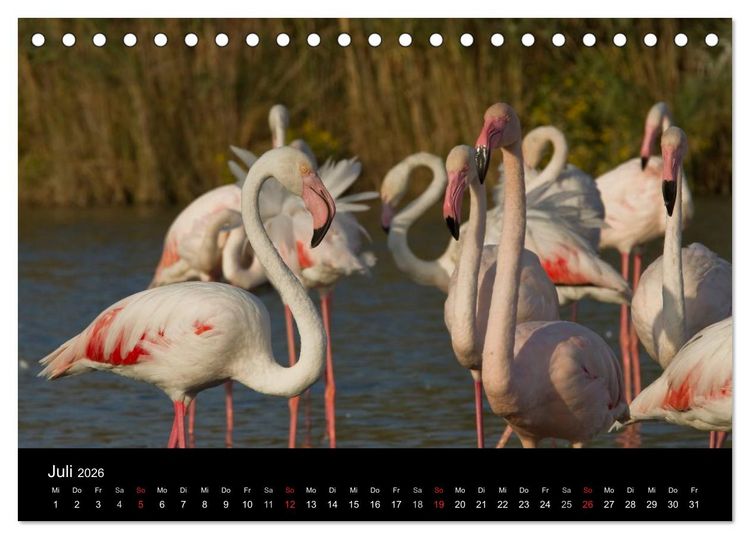 Produktbild: Flamingos der Camargue 2026 (Tischkalender 2026 DIN A5 quer), CALVENDO Monatskalender