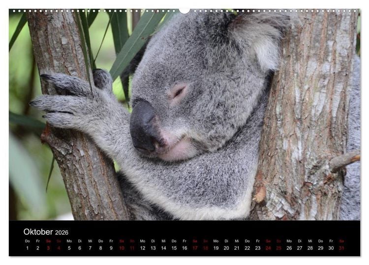 Produktbild: Australian Wildlife (hochwertiger Premium Wandkalender 2026 DIN A2 quer), Kunstdruck in Hochglanz