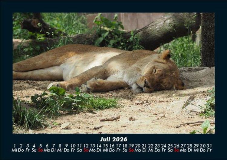 Produktbild: L&ouml;wen in der Wildnis 2026 Fotokalender DIN A5