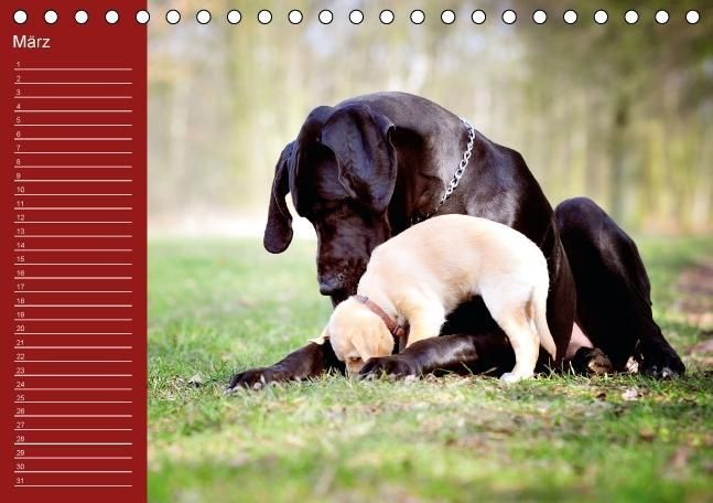 Produktbild: Deutsche Doggen / Geburtstagskalender (Tischkalender immerw&auml;hrend DIN A5 quer)
