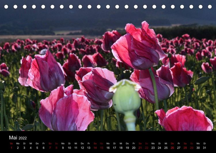 Produktbild: Mohnbl&uuml;te in Germerode (Tischkalender 2022 DIN A5 quer)