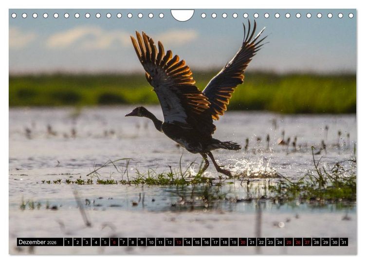 Produktbild: Afrikas wilde Tiere (Wandkalender 2026 DIN A4 quer), CALVENDO Monatskalender