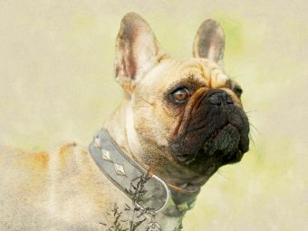 Produktbild: CALVENDO Puzzle Ein Motiv aus dem Kalender Franz&ouml;sische Bulldoggen 2017 | 1000 Teile Lege-Gr&ouml;&szlig;e 64x48cm Foto-Puzzle f&uuml;r gl&uuml;ckliche Stunden