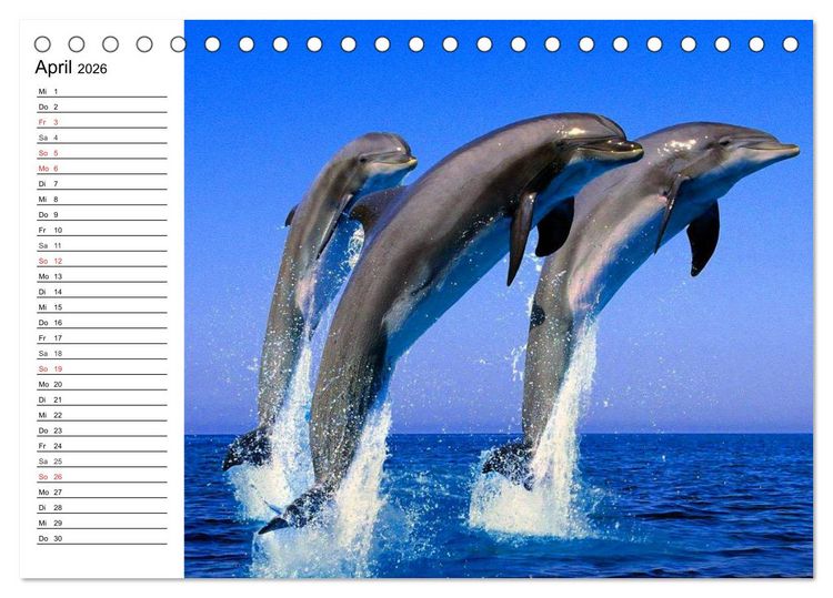 Produktbild: Delfine - L&auml;chelnde Intelligenz (Tischkalender 2026 DIN A5 quer), CALVENDO Monatskalender