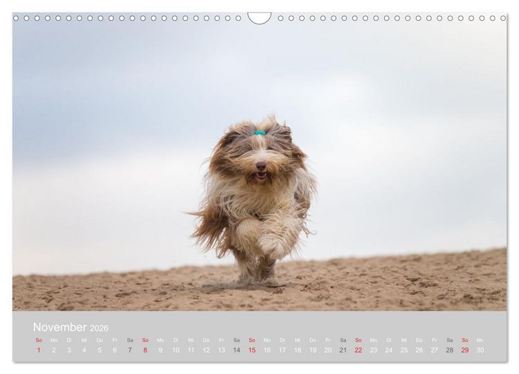 Produktbild: BEARDED COLLIES 2026 (Wandkalender 2026 DIN A3 quer), CALVENDO Monatskalender