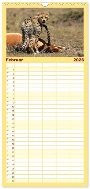 Produktbild: Familienplaner 2026 - Geparden - Begegnungen in Afrika mit 5 Spalten (Wandkalender, 21 x 45 cm) CALVENDO