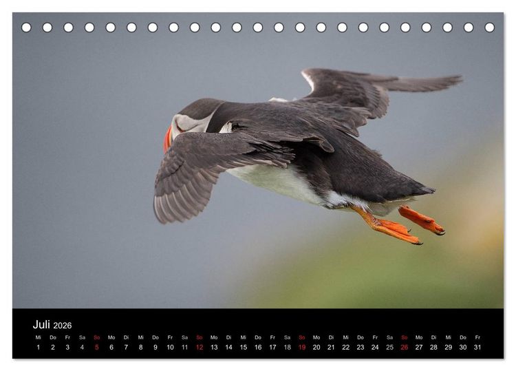 Produktbild: Papageientaucher 2026 (Tischkalender 2026 DIN A5 quer), CALVENDO Monatskalender