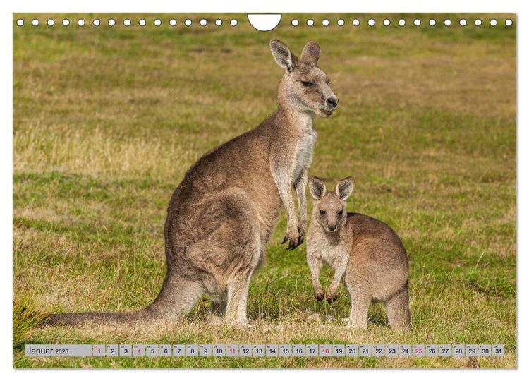 Produktbild: K&auml;ngururs und Wallabys (Wandkalender 2026 DIN A4 quer), CALVENDO Monatskalender