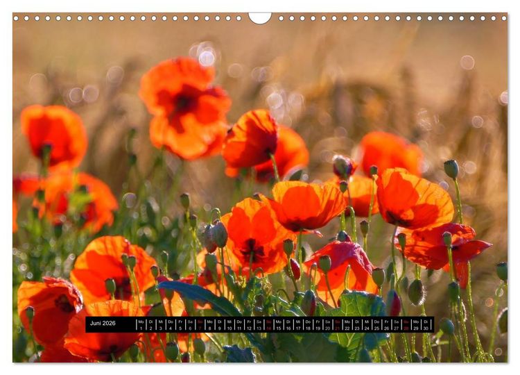 Produktbild: Bl&uuml;ten-Zauber am Wegesrand 2026 (Wandkalender 2026 DIN A3 quer), CALVENDO Monatskalender