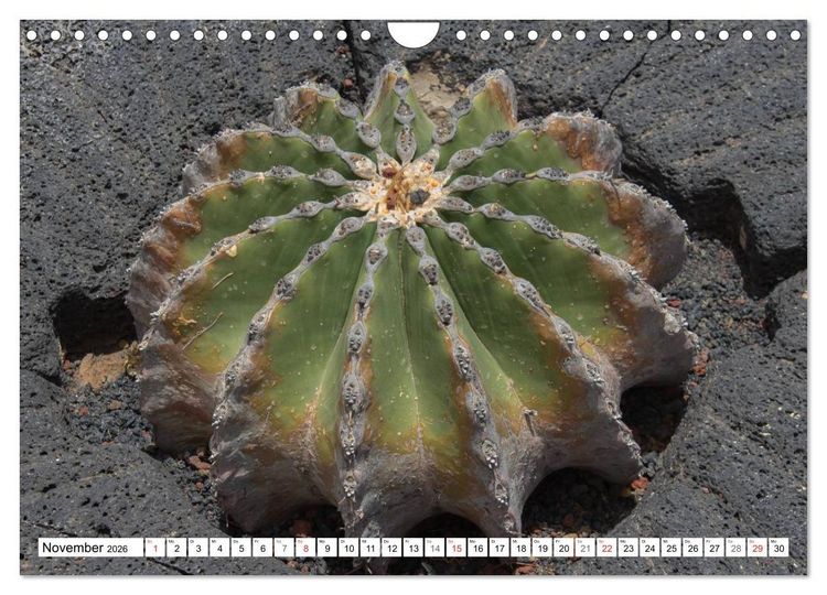 Produktbild: Faszination Kakteen (Wandkalender 2026 DIN A4 quer), CALVENDO Monatskalender
