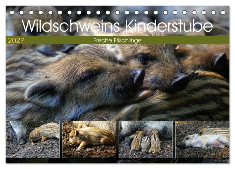 Produktbild: Wildschweins Kinderstube - Freche Frischlinge (Tischkalender 2027 DIN A5 quer), CALVENDO Monatskalender