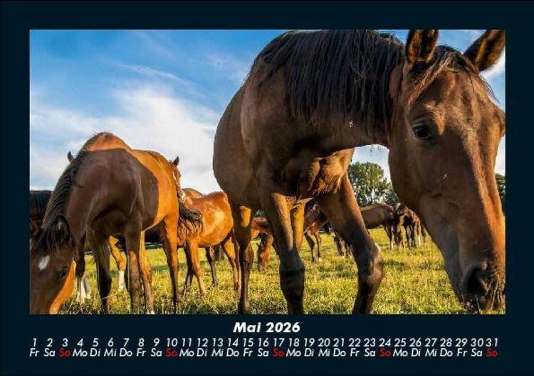 Produktbild: Pferdegefl&uuml;ster 2026 Fotokalender DIN A5