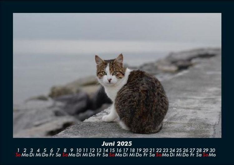 Produktbild: Katzen 2025 Fotokalender DIN A5