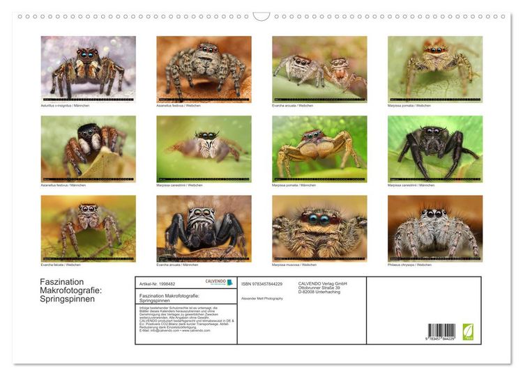 Produktbild: Faszination Makrofotografie: Springspinnen (Wandkalender 2026 DIN A2 quer), CALVENDO Monatskalender