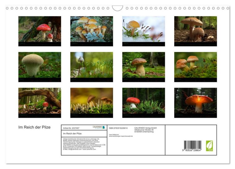 Produktbild: Im Reich der Pilze (Wandkalender 2026 DIN A3 quer), CALVENDO Monatskalender