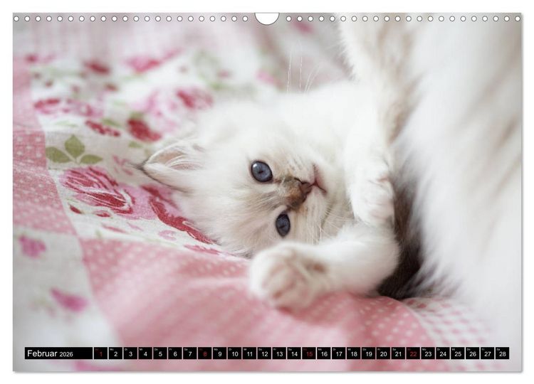 Produktbild: Heilige Birma Katzenkalender (Wandkalender 2026 DIN A3 quer), CALVENDO Monatskalender