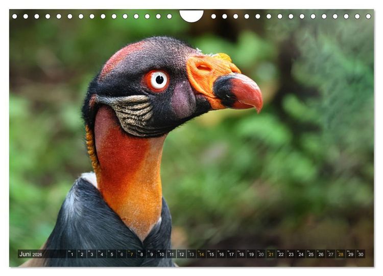 Produktbild: Imposante Vogelportr&auml;ts (Wandkalender 2026 DIN A4 quer), CALVENDO Monatskalender