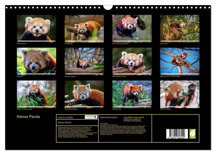 Produktbild: Kleiner Panda (Wandkalender 2026 DIN A3 quer), CALVENDO Monatskalender