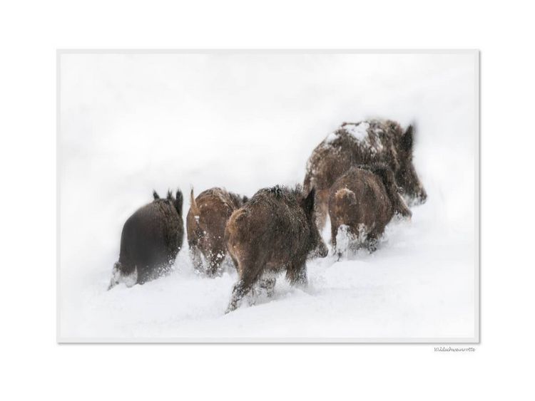 Produktbild: CALVENDO Puzzle Ein Motiv aus dem Kalender Emotionale Momente: Das Wildschwein. / CH-Version | 1000 Teile Lege-Gr&ouml;&szlig;e 64x48cm Foto-Puzzle f&uuml;r gl&uuml;ckliche Stunden