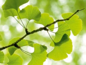 Produktbild: CALVENDO Puzzle Gingko biloba - der Heilige Baum | 1000 Teile Lege-Gr&ouml;&szlig;e 64x48cm Foto-Puzzle f&uuml;r gl&uuml;ckliche Stunden