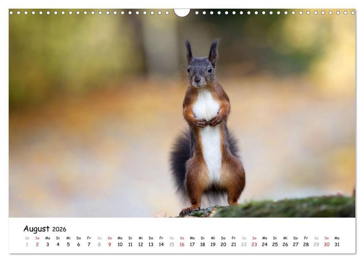 Produktbild: Unsere Eichh&ouml;rnchen in Bayern (Wandkalender 2026 DIN A3 quer), CALVENDO Monatskalender
