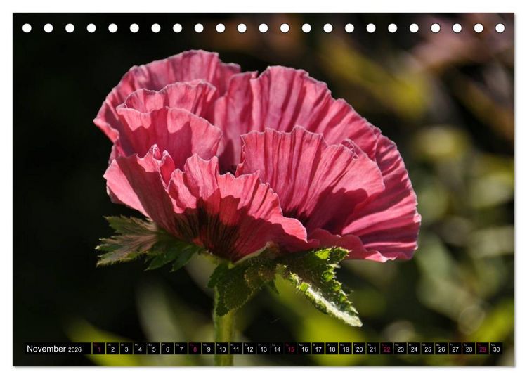 Produktbild: MOHNBL&Uuml;TEN (Tischkalender 2026 DIN A5 quer), CALVENDO Monatskalender