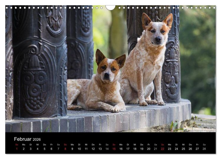 Produktbild: Australian Cattle Dogs zwischen Kunst und Kultur (Wandkalender 2026 DIN A3 quer), CALVENDO Monatskalender
