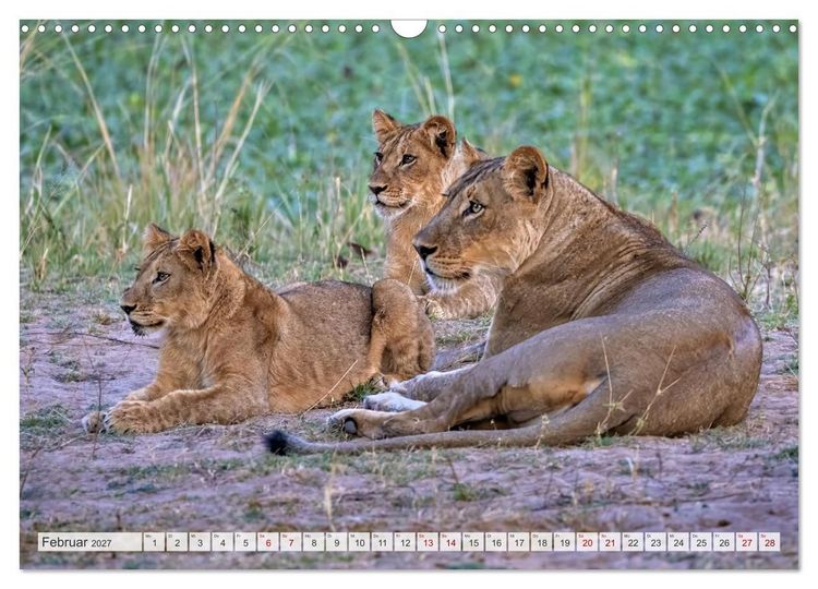 Produktbild: Afrikas Tierwelt - L&ouml;wen (Wandkalender 2027 DIN A3 quer), CALVENDO Monatskalender