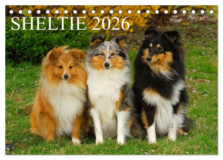 Produktbild: Sheltie 2026 (Tischkalender 2026 DIN A5 quer), CALVENDO Monatskalender