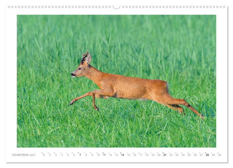 Produktbild: Un an avec des chevreuils (Calendrier mural 2027 DIN A2 vertical), CALVENDO calendrier mensuel