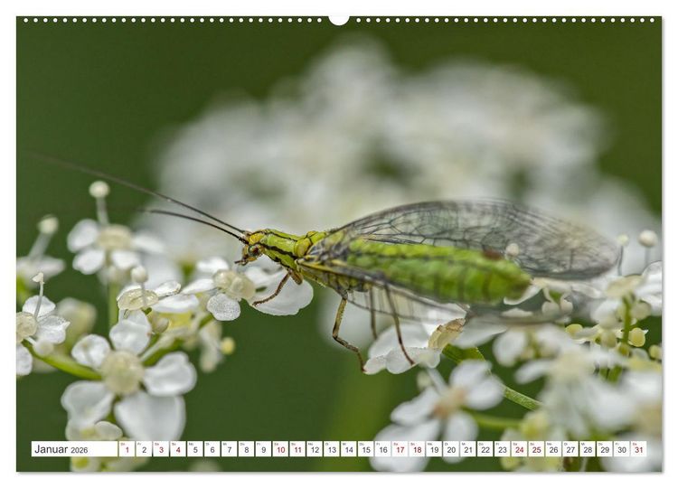 Produktbild: Ungeliebte Sch&ouml;nheiten - die faszinierende Welt unserer heimischen Fliegen (Wandkalender 2026 DIN A2 quer), CALVENDO Monatskalender