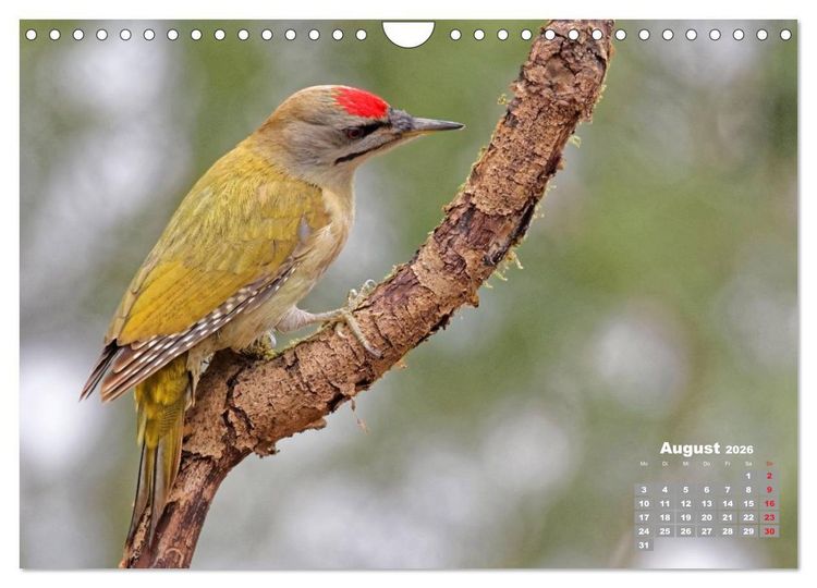 Produktbild: Echte Spechte (Wandkalender 2026 DIN A4 quer), CALVENDO Monatskalender