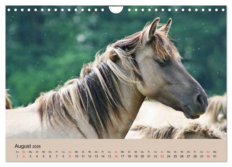 Produktbild: Wildpferde. Frei wie der Wind (Wandkalender 2026 DIN A4 quer), CALVENDO Monatskalender
