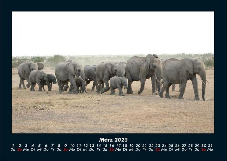 Produktbild: Elefanten - Die sanften Riesen Afrikas 2025 Fotokalender DIN A4