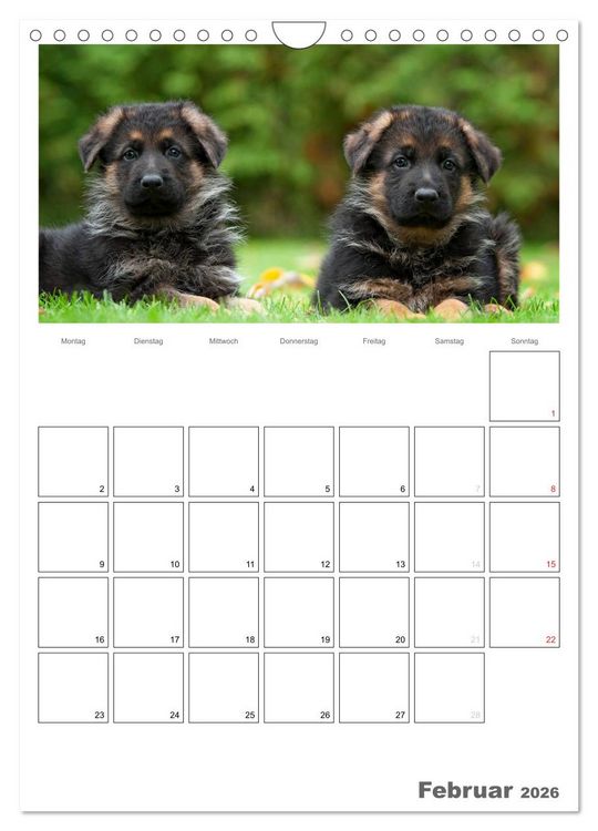 Produktbild: Deutscher Sch&auml;ferhund - Welpen, Planer (Wandkalender 2026 DIN A4 hoch), CALVENDO Monatskalender