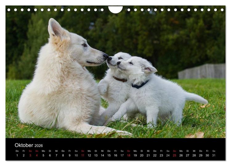 Produktbild: Wei&szlig;er Schweizer Sch&auml;ferhund - Ein Tag im Leben einer Hundefamilie (Wandkalender 2026 DIN A4 quer), CALVENDO Monatskalender