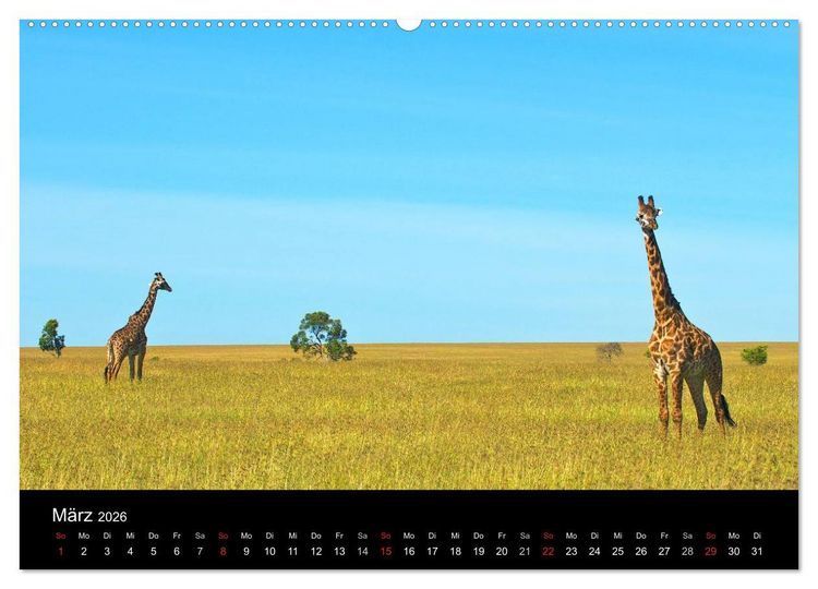 Produktbild: GIRAFFEN - Liebliche Riesen der afrikanischen Savanne (Wandkalender 2026 DIN A2 quer), CALVENDO Monatskalender